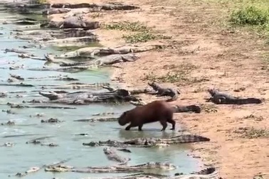 Chuột lang nước thản nhiên bước đi giữa bầy cá sấu