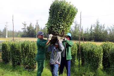 Làng trồng hoa ở Phú Yên hối hả những ngày cận Tết