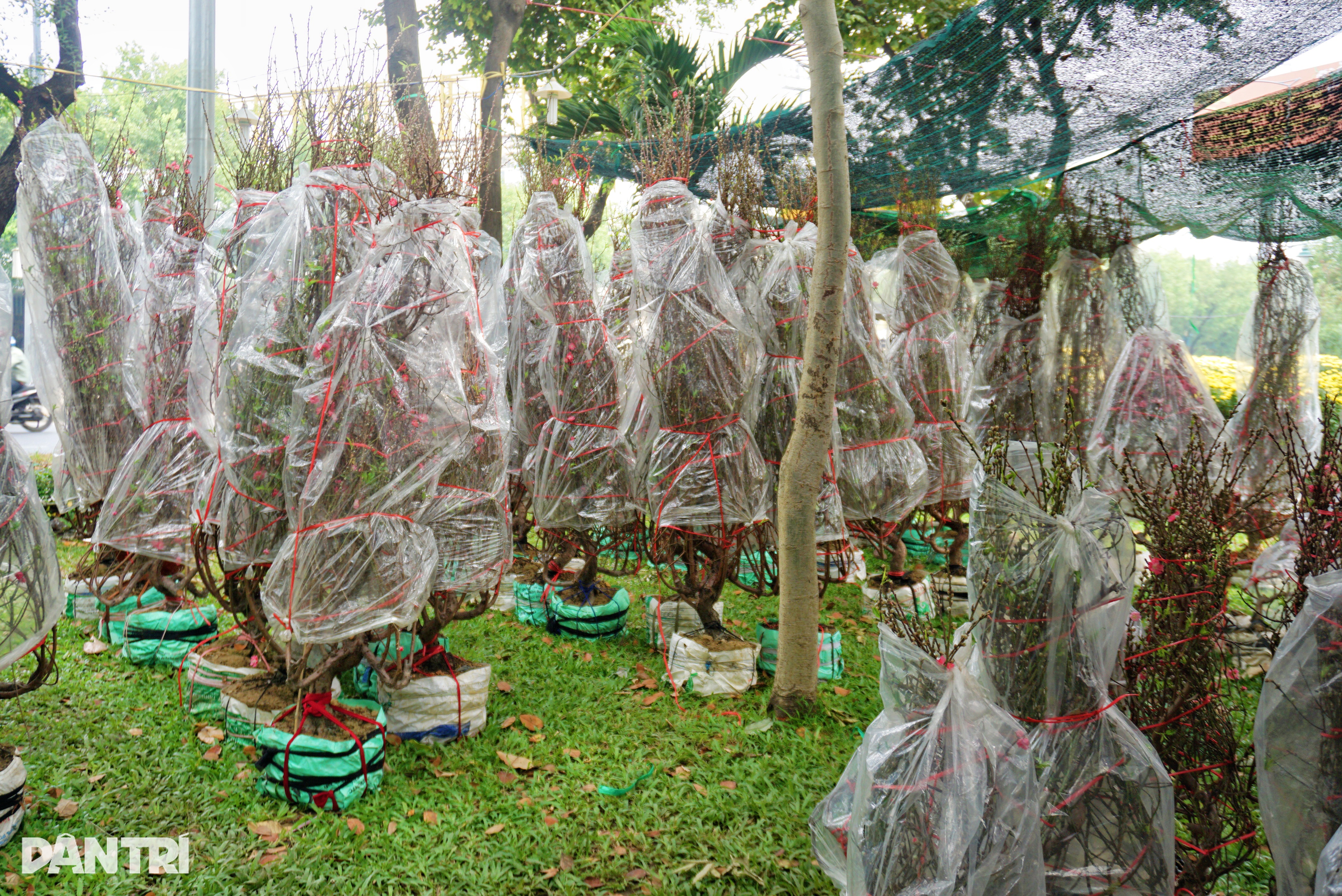 HCMC: Tet-persikoblommor fördubblas i pris, täckta i väntan på att kunder ska köpa - 2 TPHCM: Đào Tết tăng giá gấp đôi, trùm kín chờ khách đến mua - 2