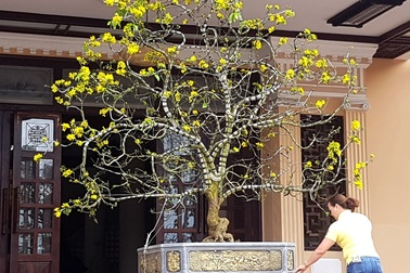Chiêm ngưỡng cây mai độc lạ, dáng “bình phong” tại Huế