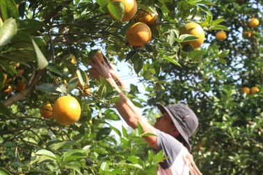 Thu tiền tỷ nhờ mạnh dạn trồng cam trên đất phong hóa