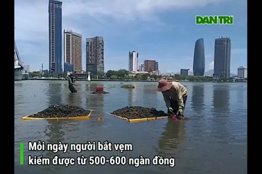 Săn thức ăn cho tôm hùm, kiếm hơn nửa triệu mỗi ngày