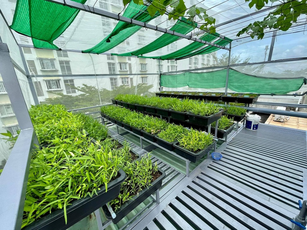 Giữa mùa dịch Covid-19, giám đốc trồng rau, nuôi cá trên nóc nhà ở TPHCM - 5 Giữa mùa dịch Covid-19, giám đốc trồng rau, nuôi cá trên nóc nhà ở TPHCM - 5