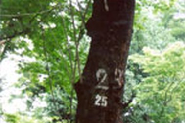 “Vườn Bách Thảo không quên bảo vệ cây sưa”