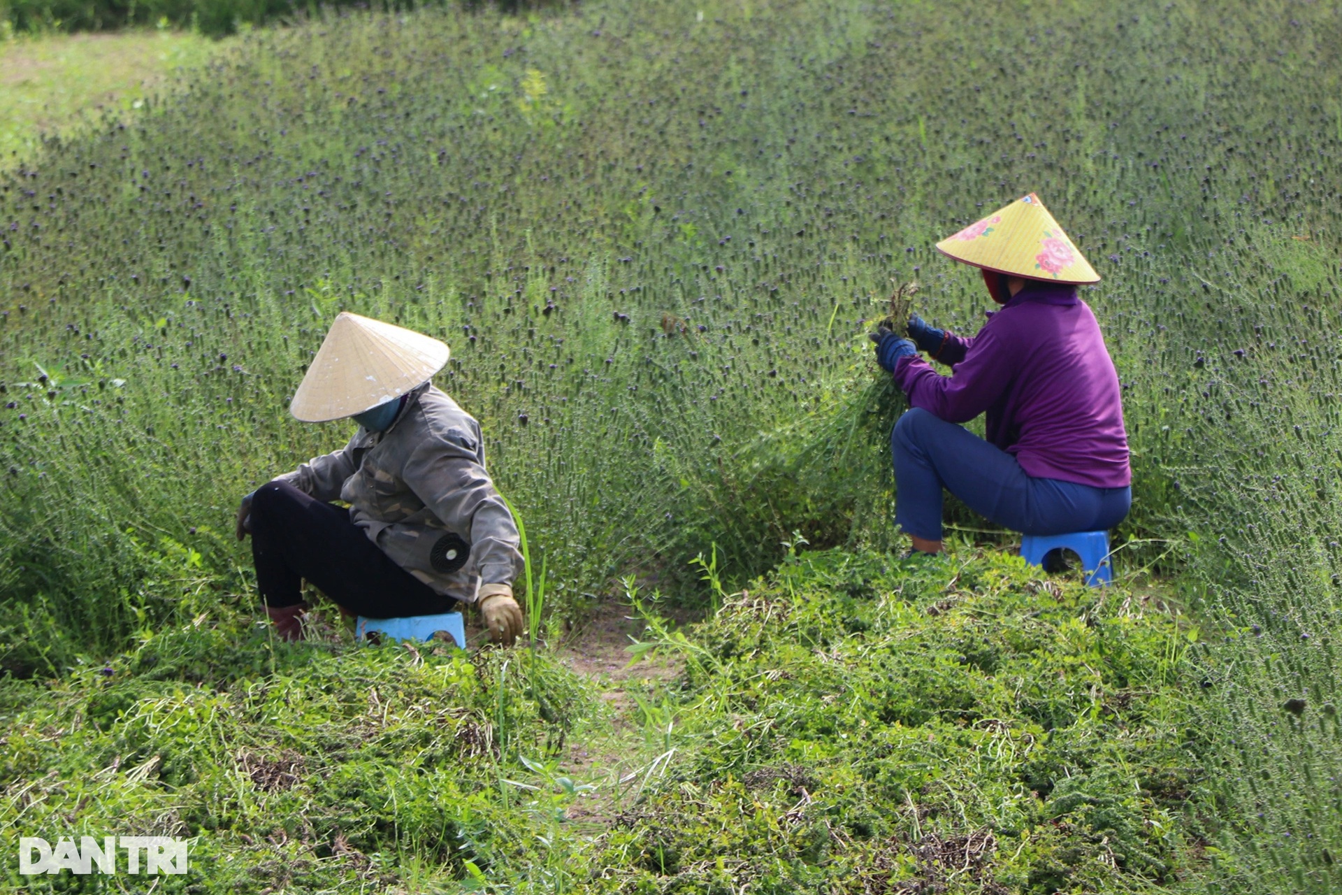 Loài cây chịu hạn, càng nắng càng xanh cho thu nhập gấp nhiều lần trồng lúa - 7