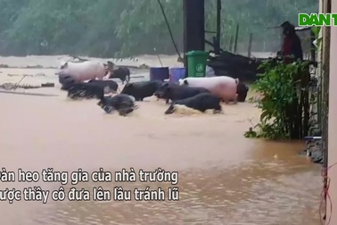 Nước lũ tấn công trường học, thầy cô phải di dời đàn heo lên cao