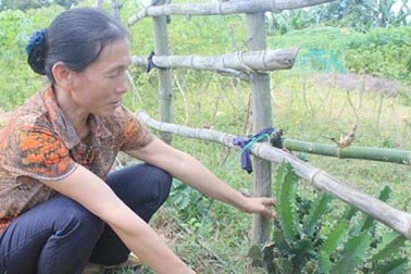 Suýt bị mù vì mủ cây xương rồng