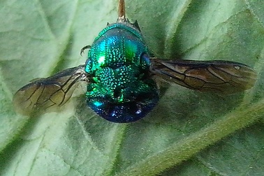 Phát hiện ong lạ có đầu giống đầu cá nóc