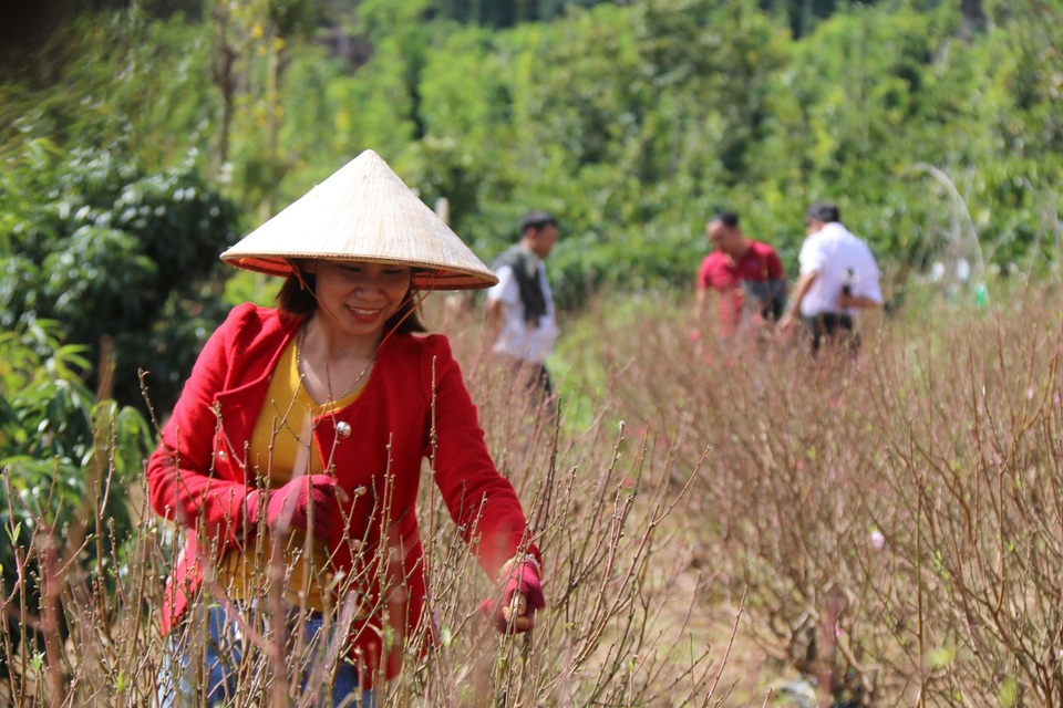 Ngàn gốc đào Nhật Tân chờ tỏa sắc trên đất Tây Nguyên ngày giáp Tết - 2 Ngàn gốc đào Nhật Tân chờ tỏa sắc trên đất Tây Nguyên ngày giáp Tết - 2