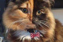 Mèo lạ mặt hai màu nổi tiếng thế giới do "tai nạn" bẩm sinh hiếm gặp