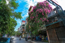 Choáng ngợp những ngôi nhà phủ kín hoa giấy, vạn người mê "độc" nhất Hà Nội