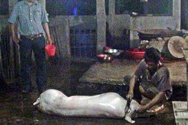 Phát hiện lò mổ heo sử dụng chất tạo nạc