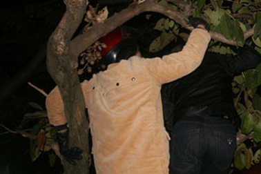 Vẫn còn quá nhiều cây xanh bị “làm thịt”! 