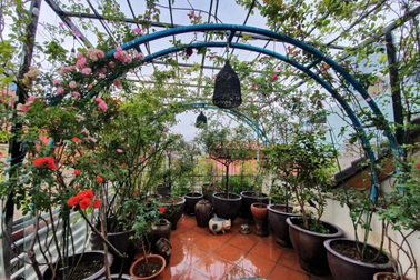 Người phụ nữ ở Hà Nội dành 10 năm trồng vườn hồng giữ ký ức về bố