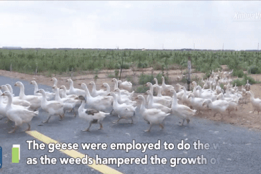 Trung Quốc "điều" 2.000 con ngỗng đi diệt cỏ dại