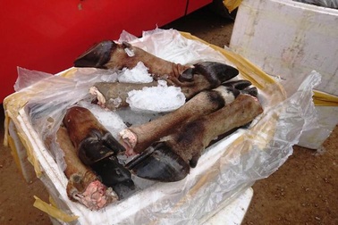 Hơn 5 tạ chân trâu bò không nguồn gốc bị bắt giữ