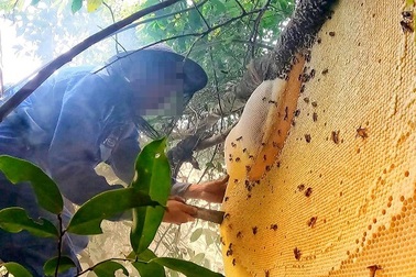 Nghệ An: Tìm người đàn ông mất liên lạc khi vào rừng đốt ong