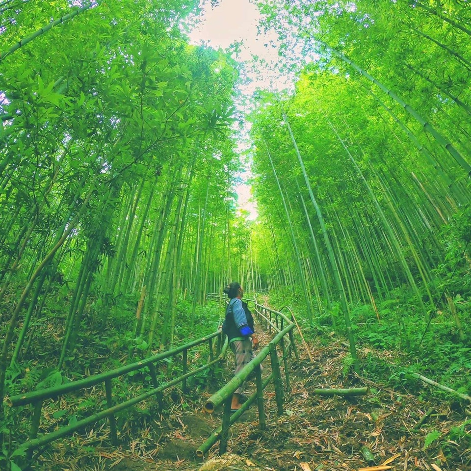 Dân phượt “phát sốt”, săn tìm rừng trúc đẹp như phim cổ trang ở Yên Bái - 4 Dân phượt “phát sốt”, săn tìm rừng trúc đẹp như phim cổ trang ở Yên Bái - 4