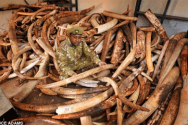 Một người gốc Việt bị tòa án Kenya kết tội 5 năm tù