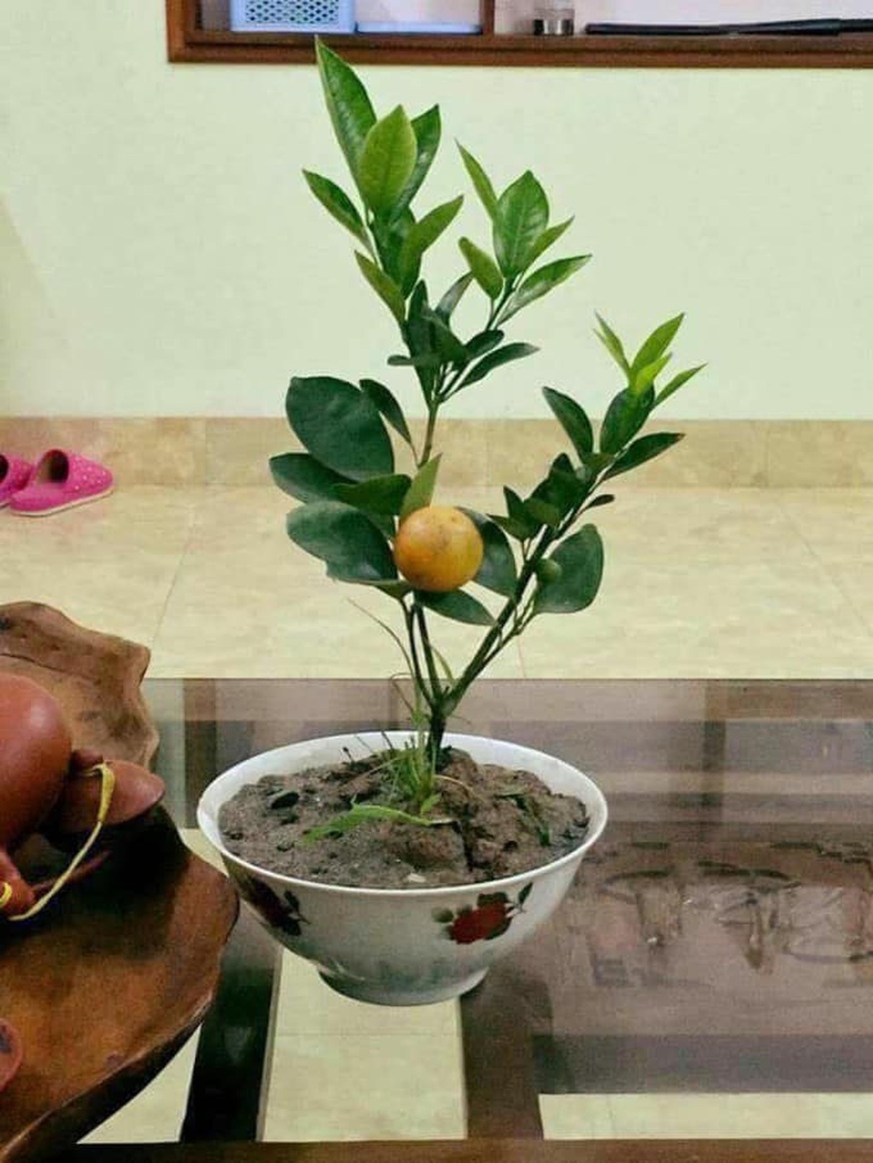 Cười bò với siêu phẩm hoa, cây cảnh Tết có một không hai thời Covid-19 - 10 Cười bò với siêu phẩm hoa, cây cảnh Tết có một không hai thời Covid-19 - 10