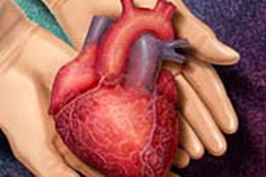 Australia: Tranh cãi về việc mua bán nội tạng 