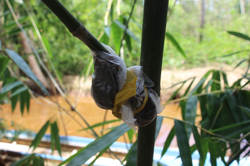 Thu lãi trăm triệu đồng nhờ trồng loại cây bán không bỏ thứ gì - 10 Thu lãi trăm triệu đồng nhờ trồng loại cây bán không bỏ thứ gì - 10