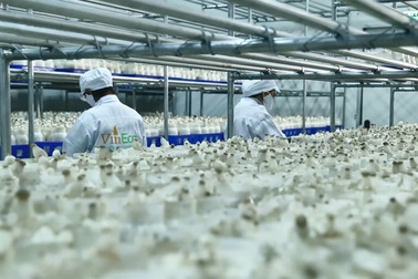 2 năm “hành trình sạch - Tương lai xanh” của Vineco