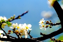 Đẹp ngất ngây hoa mận nở trắng trên cổng trời Mường Lống