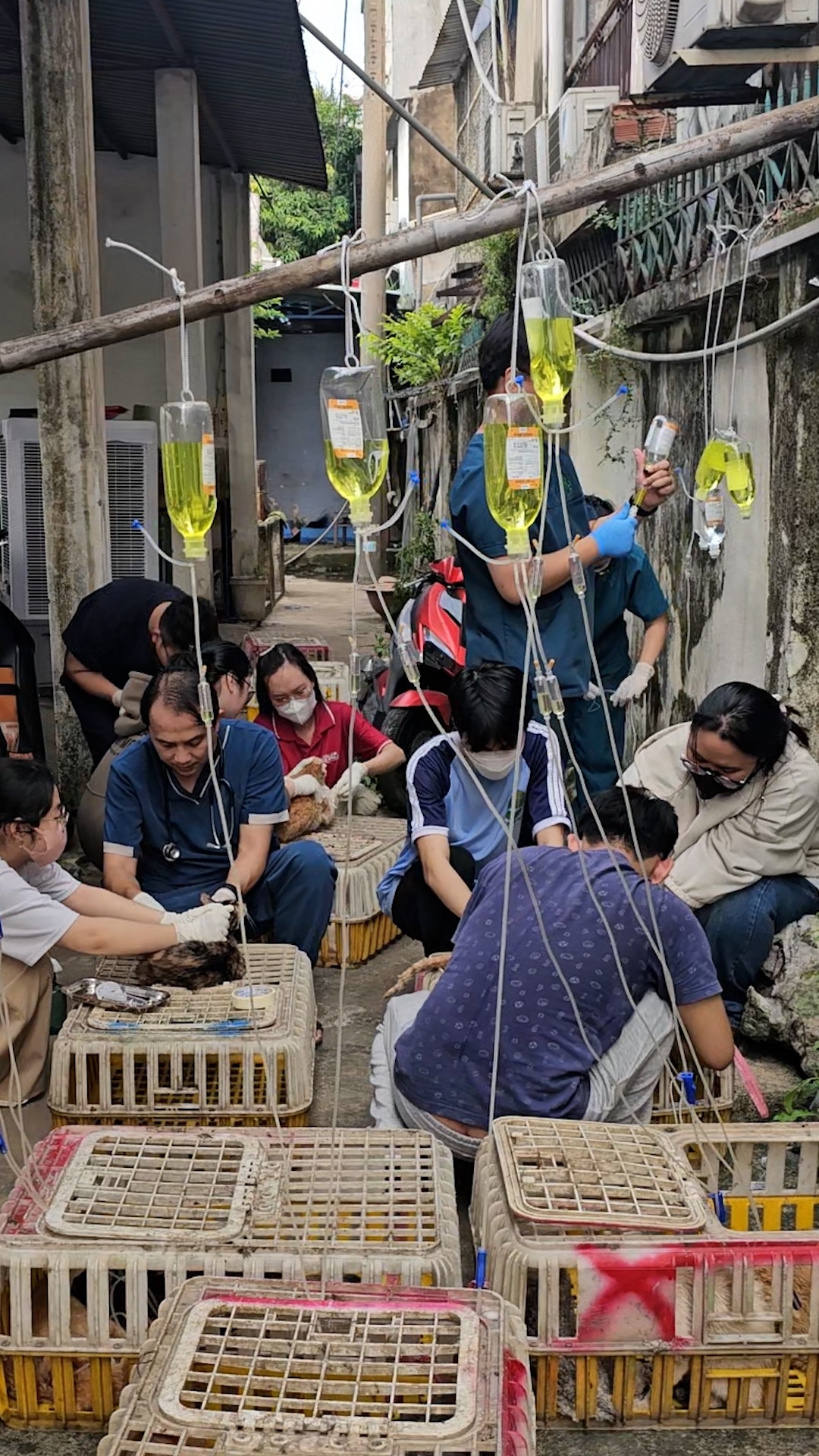 Truyền nước, tìm chủ cho hơn 400 con mèo được giải cứu ở TPHCM