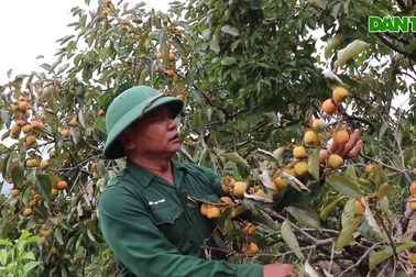 Xã nông thôn thu cả chục tỷ đồng từ quả hồng