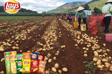 PepsiCo: phát triển khoai tây nội địa để sản xuất sản phẩm chất lượng quốc tế