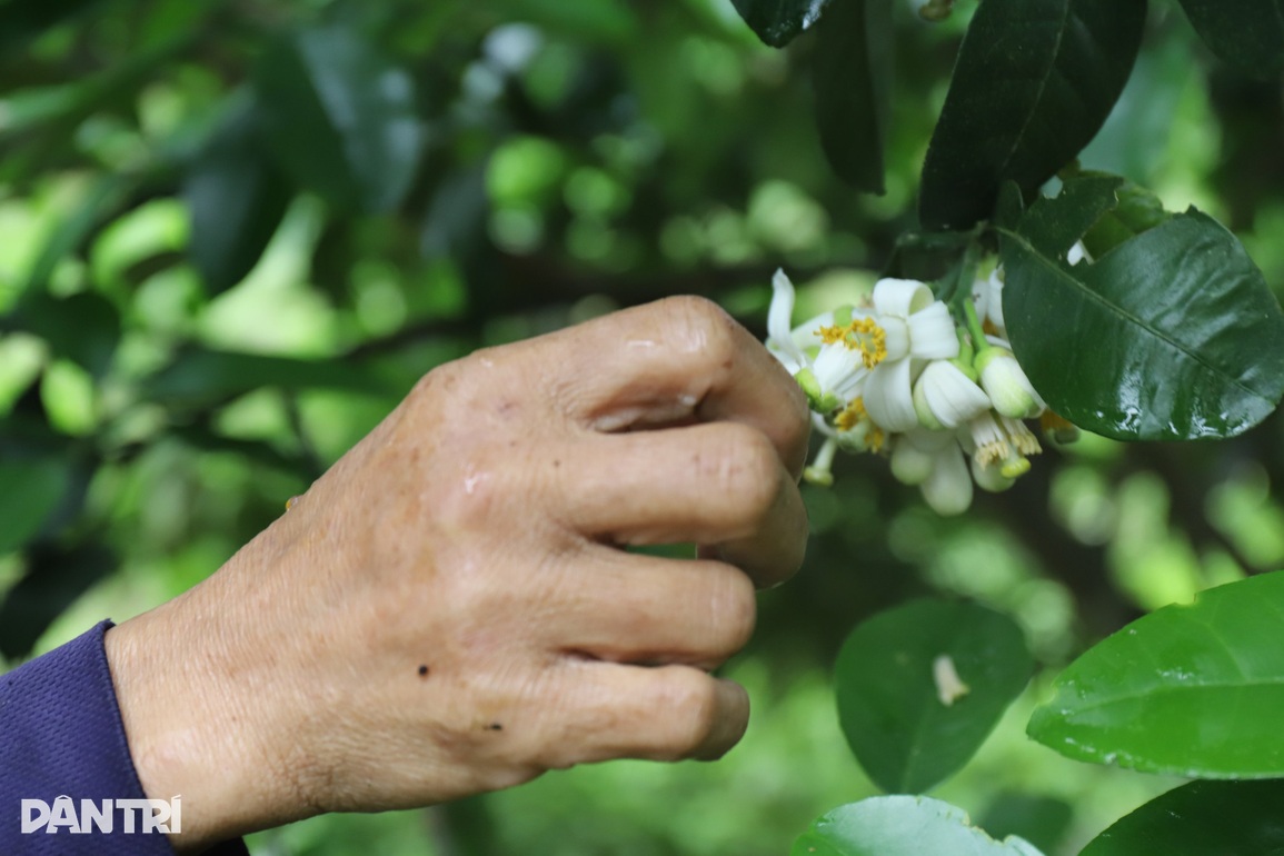 Bí quyết se duyên cho cây đặc sản để tăng năng suất gấp 3 lần - 9 Bí quyết se duyên cho cây đặc sản để tăng năng suất gấp 3 lần - 9