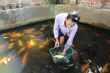 Chuyện ông Câu làm giàu từ cá Koi