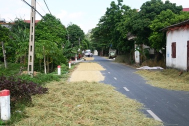 Phơi lúa, lập "hàng rào bảo vệ" trên... quốc lộ!