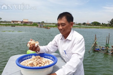 Ao cá "khủng" nuôi toàn cá trắm đen "siêu to khổng lồ", doanh thu 6-7 tỷ đồng/năm