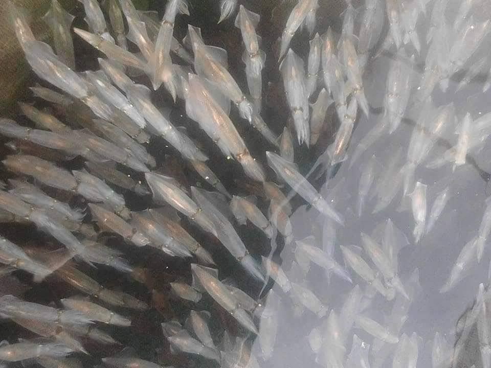 Con nhảy tanh tách, tiền triệu mỗi kg vẫn không có để bán - 6