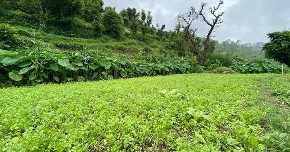 Bỏ phố lên núi, vợ chồng xây nhà và làm nông trại ở độ cao 1.500m - 8 Bỏ phố lên núi, vợ chồng xây nhà và làm nông trại ở độ cao 1.500m - 8