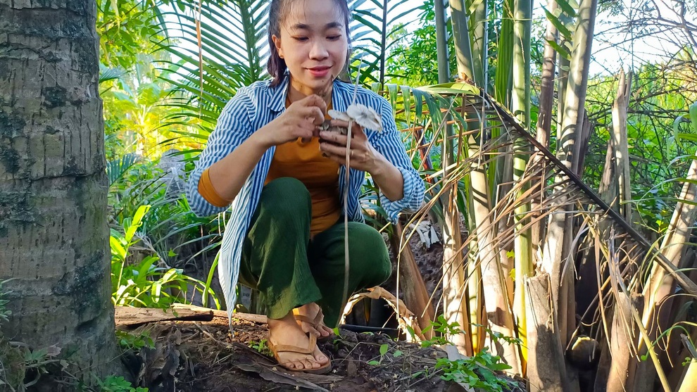 Thu hoạch nấm mối và nấu những món thật ngon cùng cô gái Bến Tre - 7 Thu hoạch nấm mối và nấu những món thật ngon cùng cô gái Bến Tre - 7