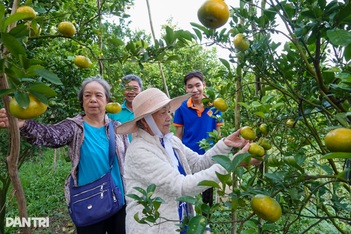 Lão nông chi hơn nửa tỷ đồng đầu tư vườn để khách ngắm quả đặc sản Tết