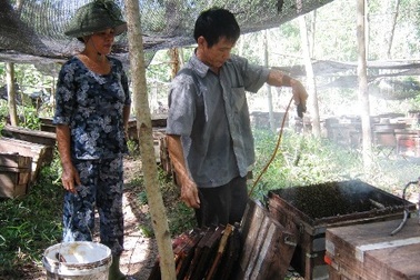 Độc đáo nghề đưa ong đi... tìm mật