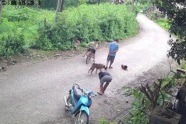 Gà thả rông gây tai nạn cho người đi đường