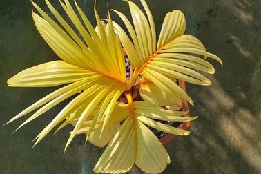 Dừa đột biến vạn cây có một, bỏ chục triệu đồng vẫn khó mua