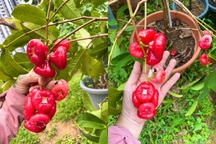 Mẹ Việt làm vườn ban công, "xin" đất hàng xóm trồng rau trái ở Singapore