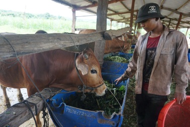 Nhiều điển hình người dân tộc làm kinh tế giỏi ở Gia Lai