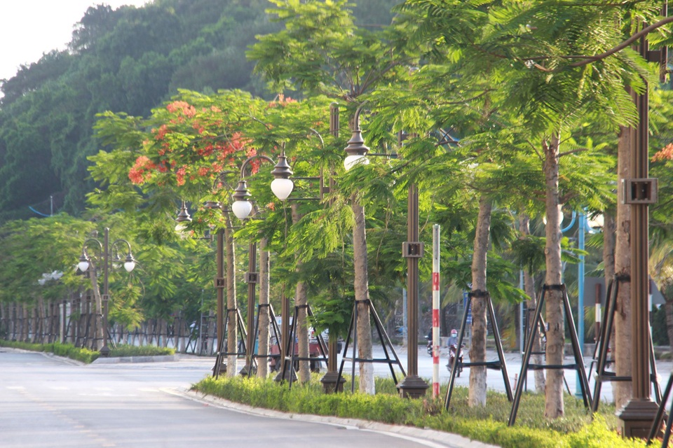 Hàng phượng vĩ xanh được “bảo lãnh” bởi khung thép ở Bãi Cháy - Hạ Long - 1 Hàng phượng vĩ xanh được “bảo lãnh” bởi khung thép ở Bãi Cháy - Hạ Long - 1