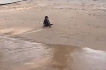 Clip "sự thật ngỡ ngàng về quái vật đáng sợ trên bãi biển" gây sốt tuần qua