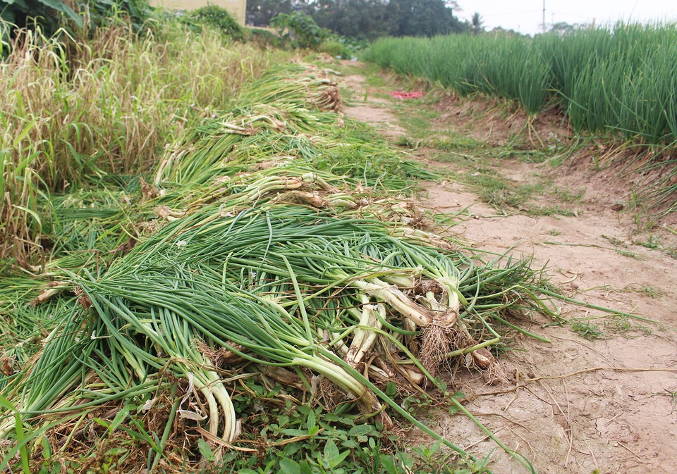 Hành lá rẻ như cho, bán 3 kg không mua nổi 1 cốc trà đá: Dân nhổ, vứt bỏ - 1 Hành lá rẻ như cho, bán 3 kg không mua nổi 1 cốc trà đá: Dân nhổ, vứt bỏ - 1