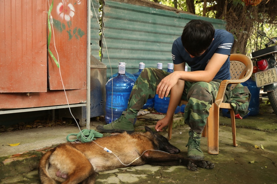 Hà Nội: Thu nhập 20-30 triệu đồng/tháng từ nghề huấn luyện chó - 6 Hà Nội: Thu nhập 20-30 triệu đồng/tháng từ nghề huấn luyện chó - 6