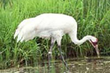Sếu đầu đỏ xuất hiện tại Tây Ninh
