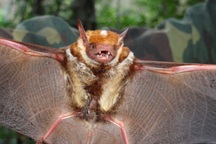 Phát hiện 4 loài thú mới ở Khu bảo tồn thiên nhiên Pù Hoạt